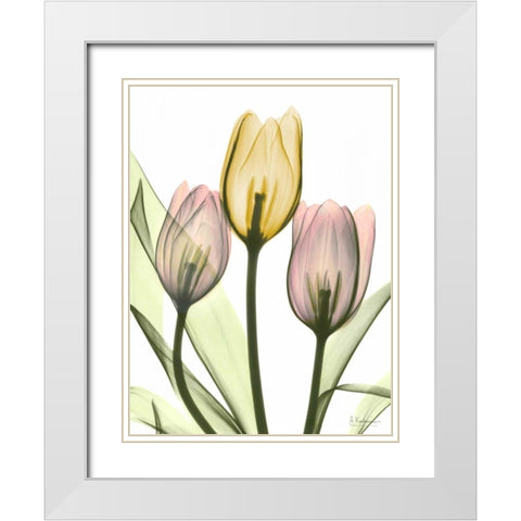 Gentle Tulips White Modern Wood Framed Art Print with Double Matting by Koetsier, Albert