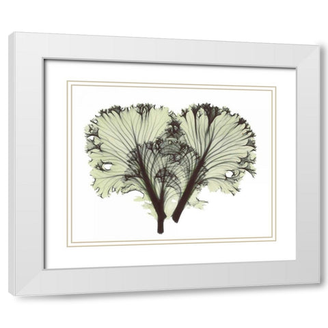 Kale in Green White Modern Wood Framed Art Print with Double Matting by Koetsier, Albert