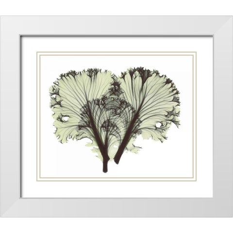 Kale in Green White Modern Wood Framed Art Print with Double Matting by Koetsier, Albert