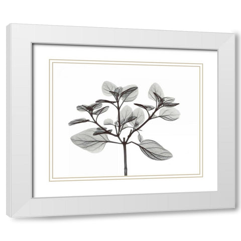 Oregano in BandW White Modern Wood Framed Art Print with Double Matting by Koetsier, Albert