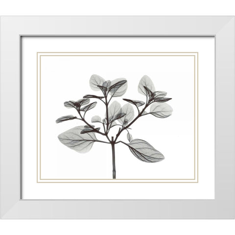 Oregano in BandW White Modern Wood Framed Art Print with Double Matting by Koetsier, Albert