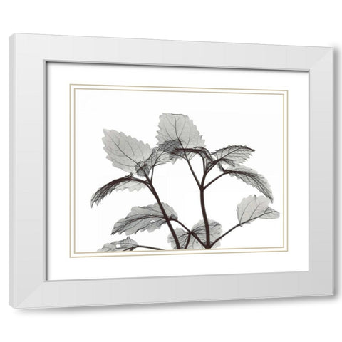 Lemon Balm  in BandW White Modern Wood Framed Art Print with Double Matting by Koetsier, Albert