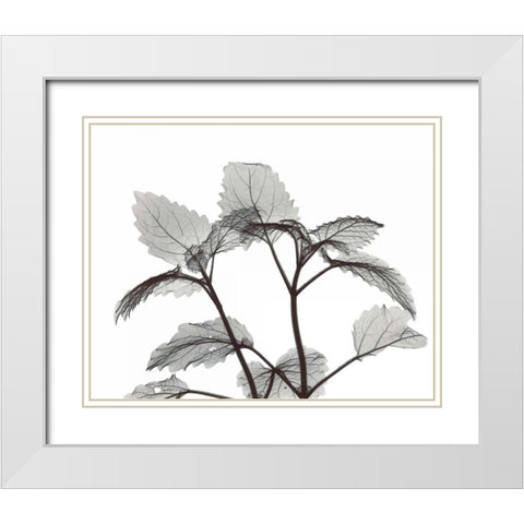 Lemon Balm  in BandW White Modern Wood Framed Art Print with Double Matting by Koetsier, Albert