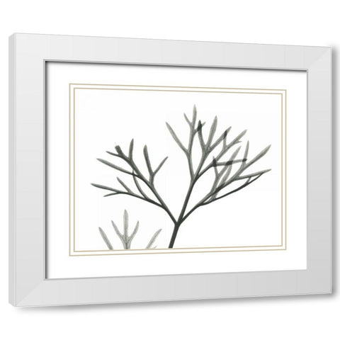 Dill  in BandW White Modern Wood Framed Art Print with Double Matting by Koetsier, Albert