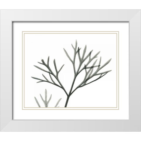 Dill  in BandW White Modern Wood Framed Art Print with Double Matting by Koetsier, Albert