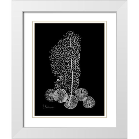Sea Fan and Sand Dollar  on Black White Modern Wood Framed Art Print with Double Matting by Koetsier, Albert