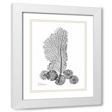 Sea Fan and Sand Dollar  in BandW White Modern Wood Framed Art Print with Double Matting by Koetsier, Albert