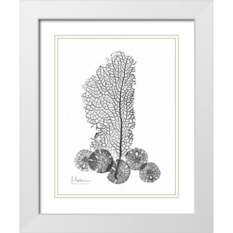 Sea Fan and Sand Dollar  in BandW White Modern Wood Framed Art Print with Double Matting by Koetsier, Albert