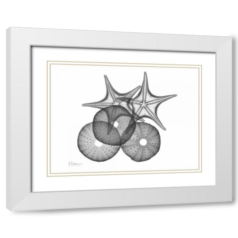 Sea Urchin and Starfish White Modern Wood Framed Art Print with Double Matting by Koetsier, Albert