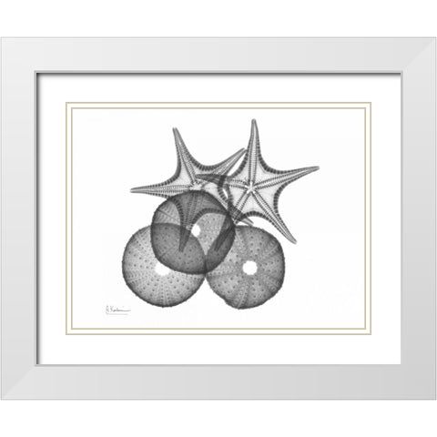 Sea Urchin and Starfish White Modern Wood Framed Art Print with Double Matting by Koetsier, Albert