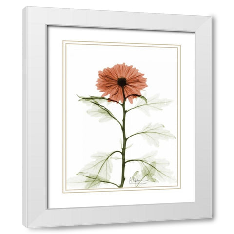 Chrysanthemum for Chrissy White Modern Wood Framed Art Print with Double Matting by Koetsier, Albert