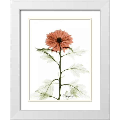 Chrysanthemum for Chrissy White Modern Wood Framed Art Print with Double Matting by Koetsier, Albert