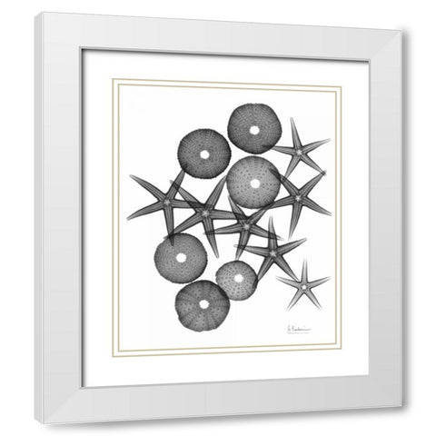 Starfish and Sea Urchin Medley White Modern Wood Framed Art Print with Double Matting by Koetsier, Albert