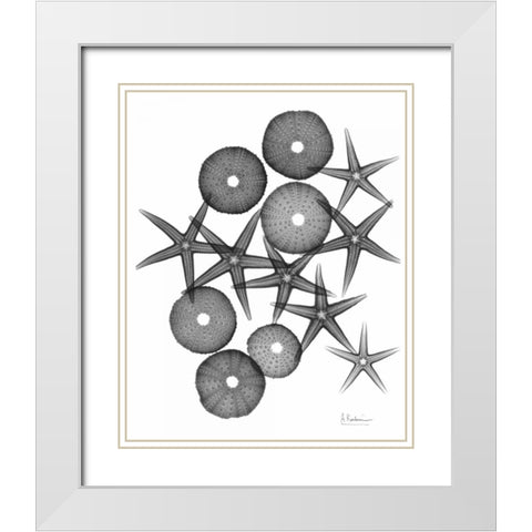 Starfish and Sea Urchin Medley White Modern Wood Framed Art Print with Double Matting by Koetsier, Albert