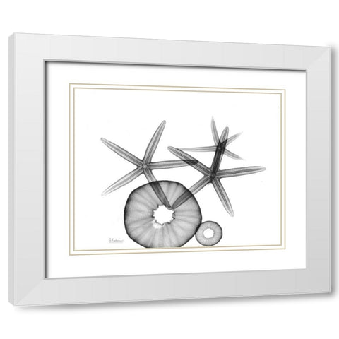 Starfish and Sea Urchin  Arrangement White Modern Wood Framed Art Print with Double Matting by Koetsier, Albert