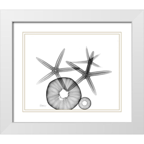 Starfish and Sea Urchin  Arrangement White Modern Wood Framed Art Print with Double Matting by Koetsier, Albert