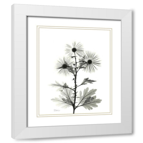 Chrysanthemum for Christine White Modern Wood Framed Art Print with Double Matting by Koetsier, Albert