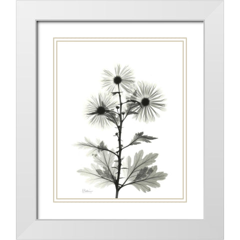 Chrysanthemum for Christine White Modern Wood Framed Art Print with Double Matting by Koetsier, Albert