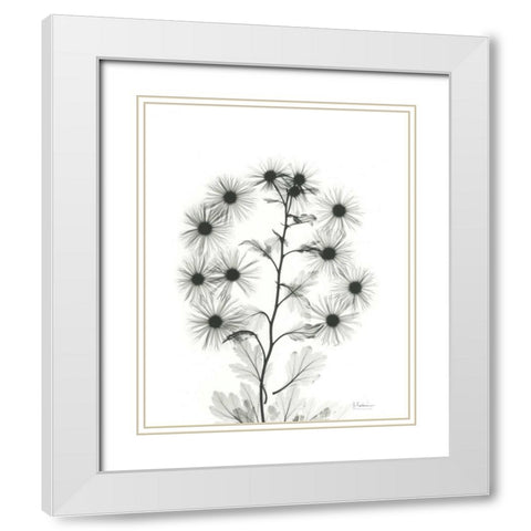 Chrysanthemum Bouquet White Modern Wood Framed Art Print with Double Matting by Koetsier, Albert