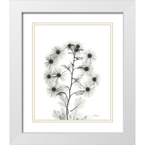 Chrysanthemum Bouquet White Modern Wood Framed Art Print with Double Matting by Koetsier, Albert