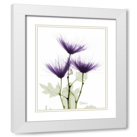 Christines Chrysanthemum White Modern Wood Framed Art Print with Double Matting by Koetsier, Albert