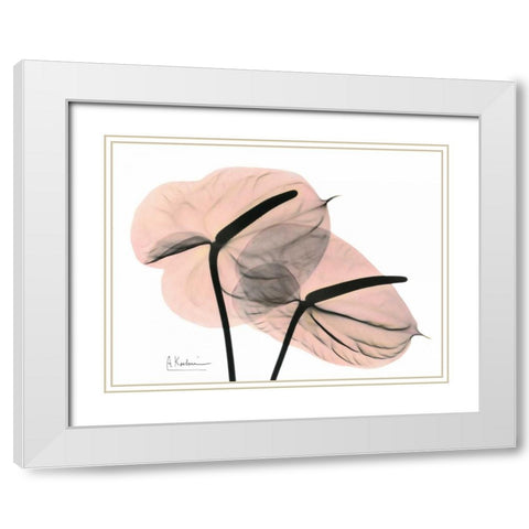 Pink Anthurium White Modern Wood Framed Art Print with Double Matting by Koetsier, Albert