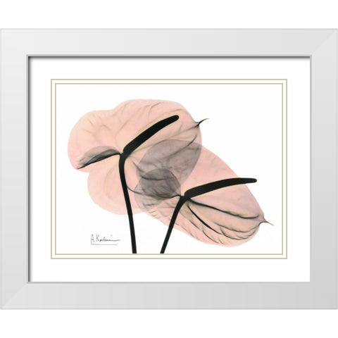 Pink Anthurium White Modern Wood Framed Art Print with Double Matting by Koetsier, Albert