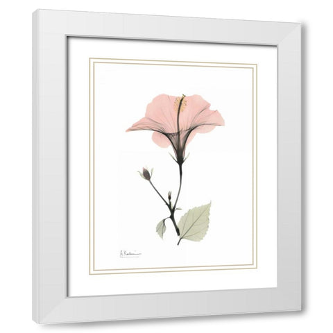 Pink Hibiscus White Modern Wood Framed Art Print with Double Matting by Koetsier, Albert