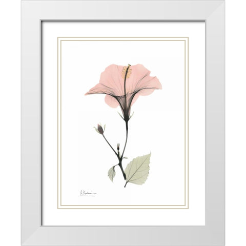 Pink Hibiscus White Modern Wood Framed Art Print with Double Matting by Koetsier, Albert