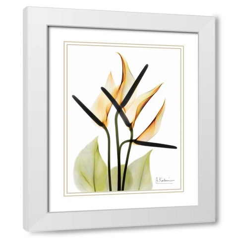 Anthurium White Modern Wood Framed Art Print with Double Matting by Koetsier, Albert