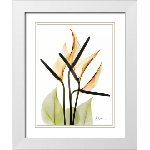 Anthurium White Modern Wood Framed Art Print with Double Matting by Koetsier, Albert