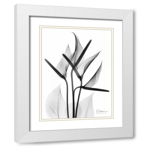 Anthurium in BandW White Modern Wood Framed Art Print with Double Matting by Koetsier, Albert