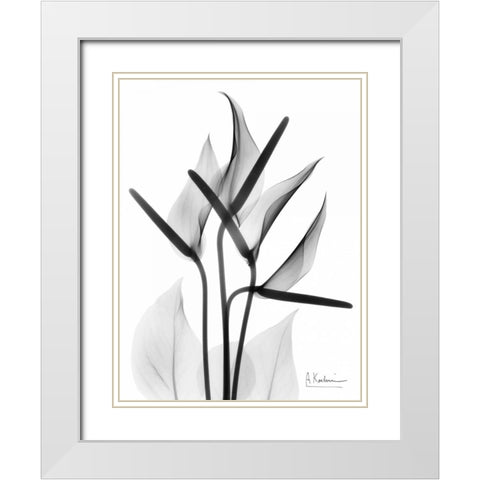 Anthurium in BandW White Modern Wood Framed Art Print with Double Matting by Koetsier, Albert