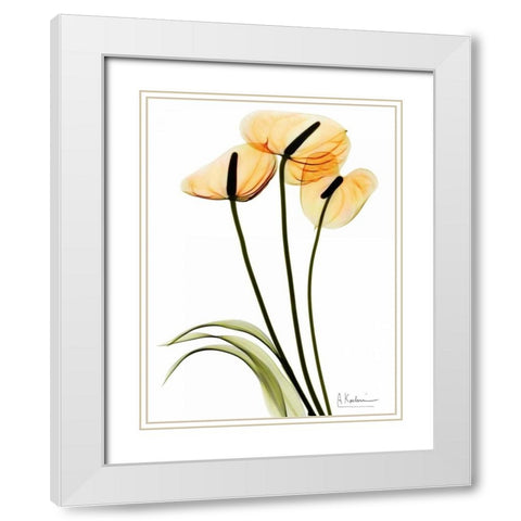 Anthurium White Modern Wood Framed Art Print with Double Matting by Koetsier, Albert