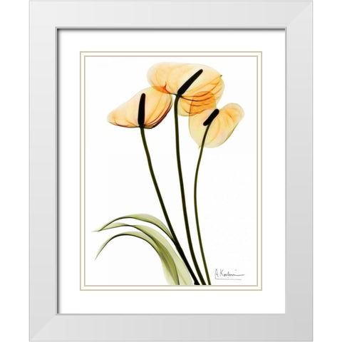 Anthurium White Modern Wood Framed Art Print with Double Matting by Koetsier, Albert