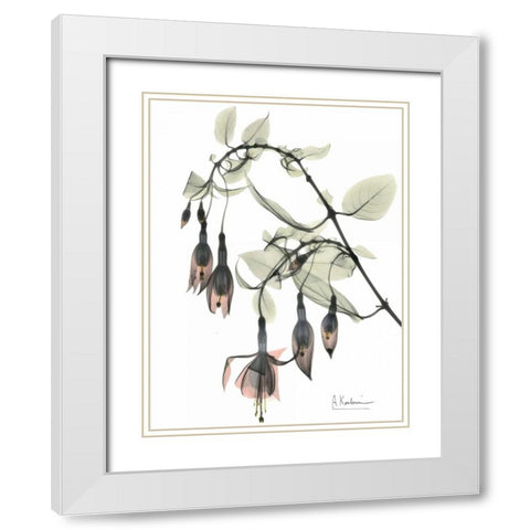 Fuchsia in Color White Modern Wood Framed Art Print with Double Matting by Koetsier, Albert