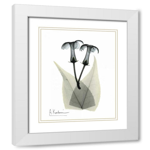 Stephanotis Pair  in Color White Modern Wood Framed Art Print with Double Matting by Koetsier, Albert