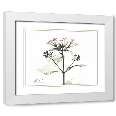 Bounaidia in Bloom White Modern Wood Framed Art Print with Double Matting by Koetsier, Albert