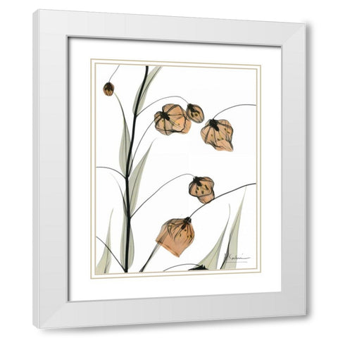 Sandersonia in Bloom White Modern Wood Framed Art Print with Double Matting by Koetsier, Albert