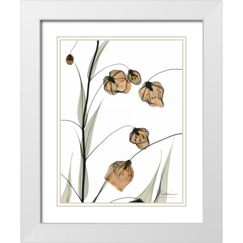 Sandersonia in Bloom White Modern Wood Framed Art Print with Double Matting by Koetsier, Albert