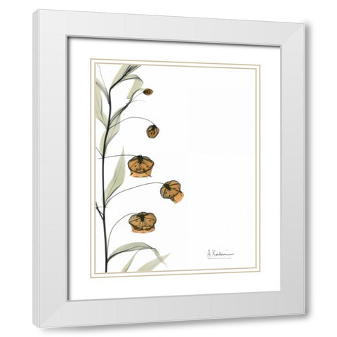 Sandersonia Bouquet  in Bloom White Modern Wood Framed Art Print with Double Matting by Koetsier, Albert