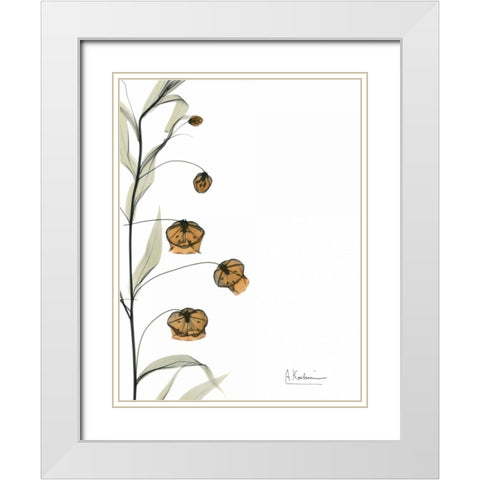 Sandersonia Bouquet  in Bloom White Modern Wood Framed Art Print with Double Matting by Koetsier, Albert