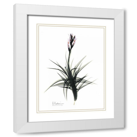 Tillandsia in Bloom White Modern Wood Framed Art Print with Double Matting by Koetsier, Albert