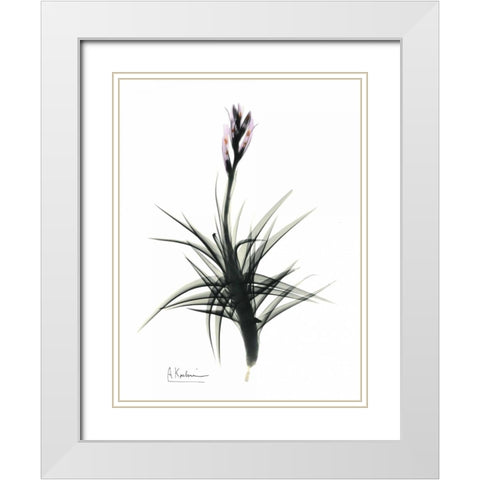 Tillandsia in Bloom White Modern Wood Framed Art Print with Double Matting by Koetsier, Albert