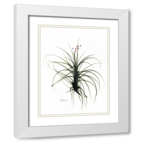 Tillandsia Top White Modern Wood Framed Art Print with Double Matting by Koetsier, Albert