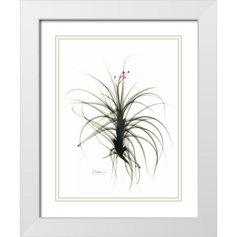 Tillandsia Top White Modern Wood Framed Art Print with Double Matting by Koetsier, Albert