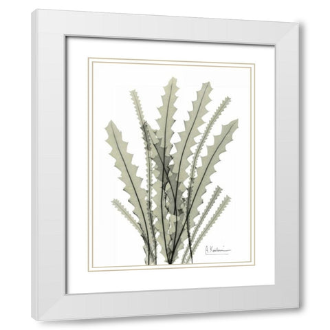 Banksia in Green White Modern Wood Framed Art Print with Double Matting by Koetsier, Albert