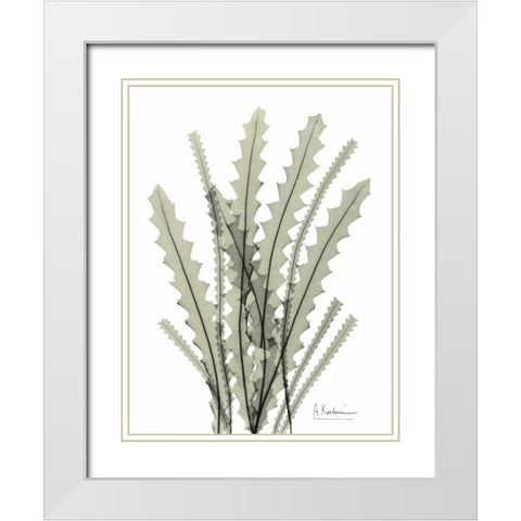 Banksia in Green White Modern Wood Framed Art Print with Double Matting by Koetsier, Albert