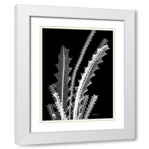 Banksia SE46 White Modern Wood Framed Art Print with Double Matting by Koetsier, Albert