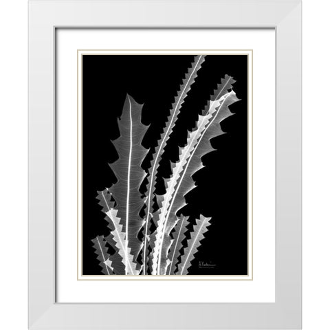Banksia SE46 White Modern Wood Framed Art Print with Double Matting by Koetsier, Albert